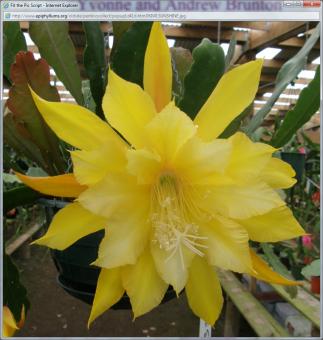 Epicactus-Hybriden Kiwi Sunshine 