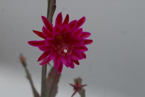 Epicactus-Hybriden Lacky Paetz 