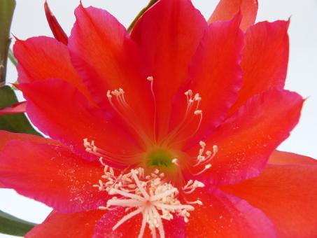 Epicactus-Hybriden Maienfeuer 