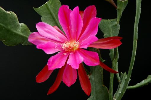 Epicactus-Hybriden Marvelous Mars 