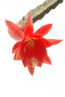 Epicactus-Hybriden Otto Siepke 