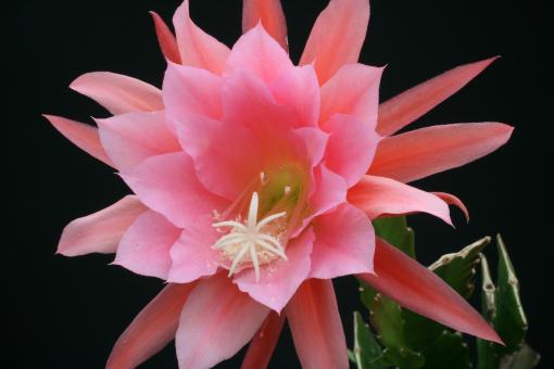 Epicactus-Hybriden Paetzolds Rosi 