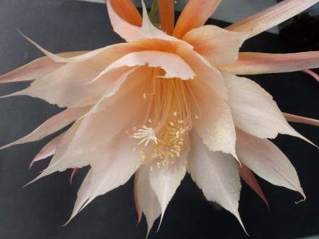 Epicactus-Hybriden Patricia Paetz 