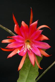 Epicactus-Hybriden Persian Tiger 
