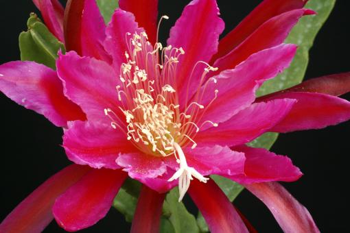 Epicactus-Hybriden Petal Pusher 