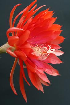 Epicactus-Hybriden Reflected Glory 
