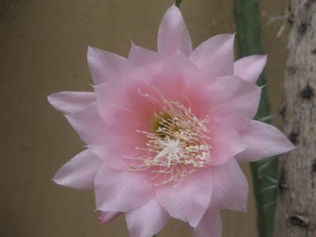 Epicactus-Hybriden Renata Paetz 