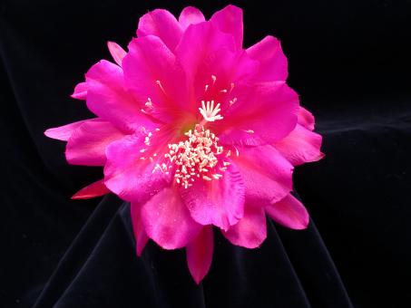 Epicactus-Hybriden Rose of Lancaster 