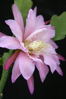 Epicactus-Hybriden San Miguel 