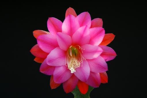 Epicactus-Hybriden Sebu 
