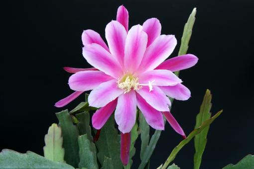 Epicactus-Hybriden Sherman E. Beahm 