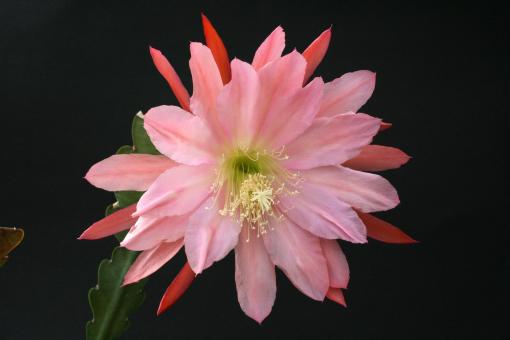 Epicactus-Hybriden Sound of Music 