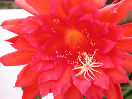 Epicactus-Hybriden Spring Fling 