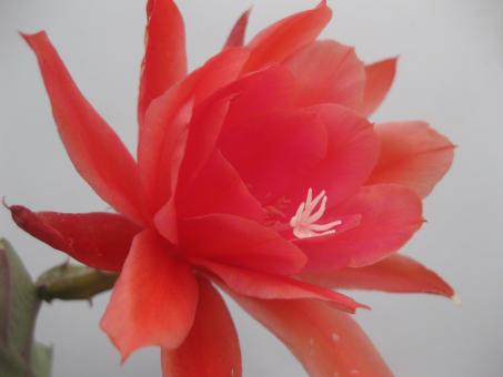 Epicactus-Hybriden Spring Love 