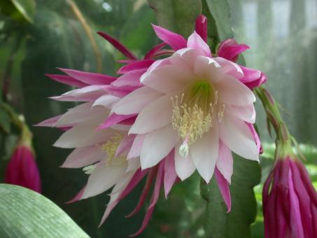 Epicactus-Hybriden Star of Persia 