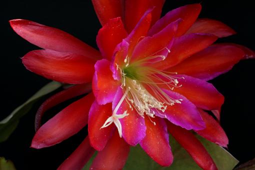 Epicactus-Hybriden Stern von Erlau 