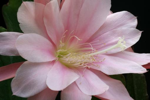 Epicactus-Hybriden Triumph de Goudvillers 