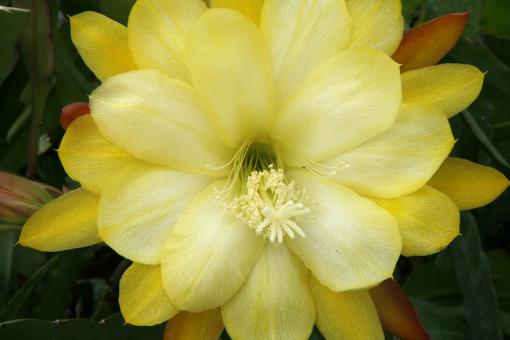 Epicactus-Hybriden Verano 