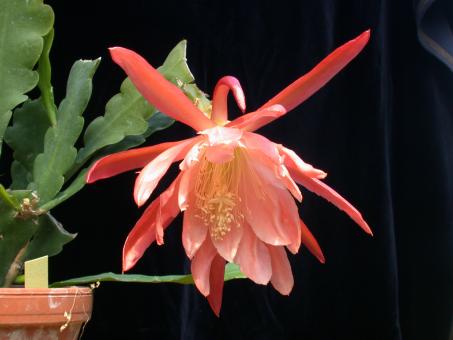 Epicactus-Hybriden Walküre 