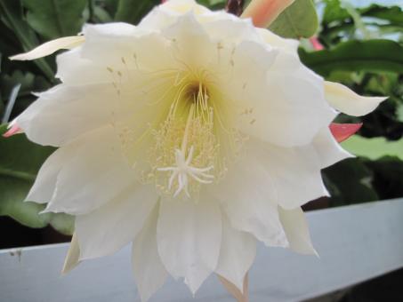 Epicactus-Hybriden Weißer Schwan 