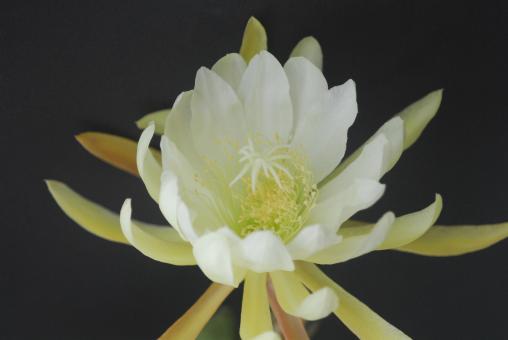 Epicactus-Hybriden White Glory 