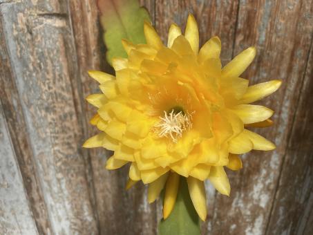 Epicactus-Hybriden Yellow Tang ESA#13534 