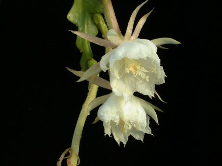 Epiphyllum anguliger es. 