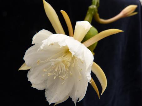 Epiphyllum anguliger es. HGN05/1609/21 Uruapan, Michoacán, MEX 