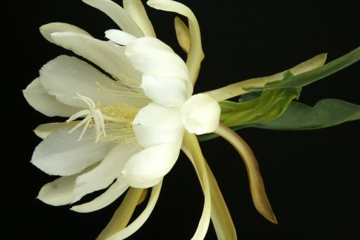 Epiphyllum crenatum Honduras 