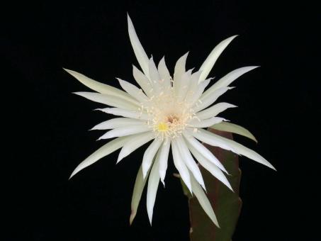 Epiphyllum hookeri strictum 