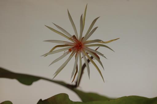 Epiphyllum phyllanthus ssp. rubrocoronatum RBA254 RB25 Str. Manizales, Columbia, Pereisa Col. 3 