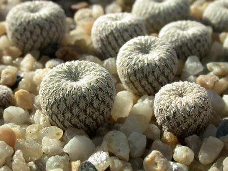 Epithelantha bokei KSM735 w. Ocampa, Coah, MEX 