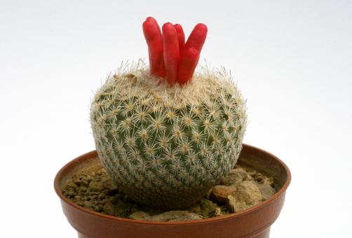 Epithelantha greggii 