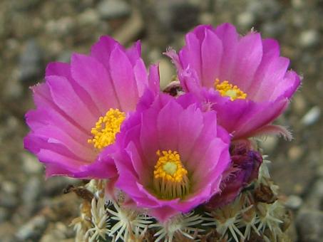 Escobaria minima § *3^ SB423 