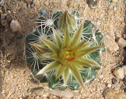 Escobaria missouriensis *1^ SB1071 Larimer Co., Col, USA 
