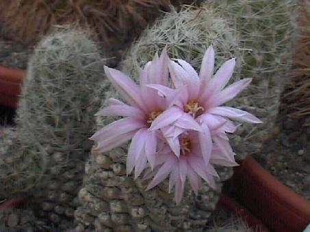 Escobaria tuberculosa *2^ PV338 Las Cruces, NM, USA 