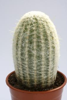 Espostoa melanostele 