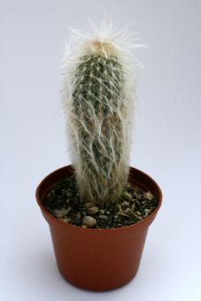 Espostoa ritteri 