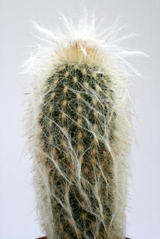 Espostoa ritteri 