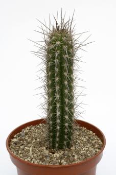 Eulychnia iquiquensis 