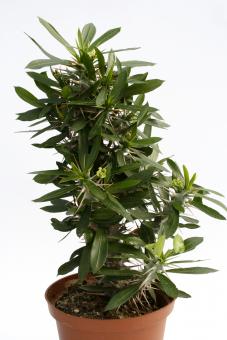 Euphorbia analavelonensis 