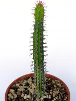 Euphorbia baioensis 