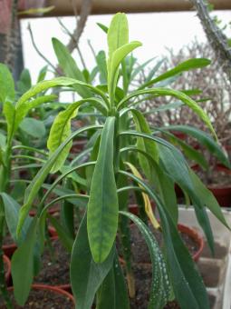 Euphorbia bubalina % 