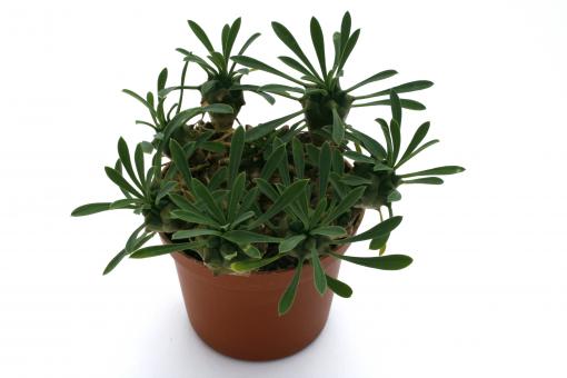 Euphorbia bupleurifolia X suzannae >. 