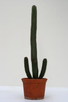 Euphorbia canariensis >. 