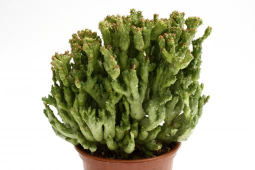 Euphorbia enopla f. monstrosa Rosso >. 