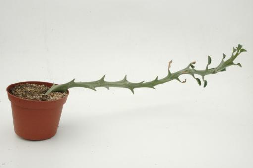 Euphorbia hamata 