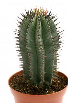 Euphorbia horrida % 