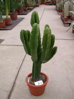 Euphorbia ingens >. 