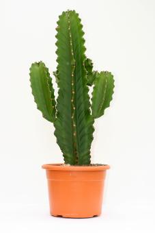 Euphorbia ingens >. 